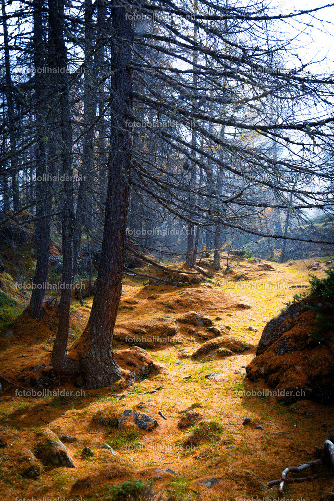 IMG_0587 | Foto Bollhalder 