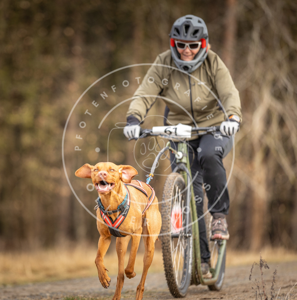 DV3A3517 | Hundefotografie, Tierfotograf, Pfotenfotografie, Fotoshooting Hund, Hunde Portrait, Hundesport, Hundeportraits, Heideshooting, Hunde, Sportfotograf, Hundefotograf, Turnierhundsport, THS,  - Realisiert mit Pictrs.com