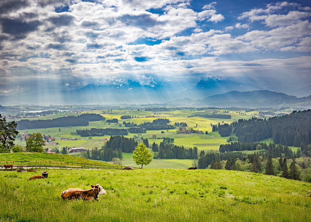 indi | Michael Helmer - Allgäu Bilder auf Leinwand bestellen