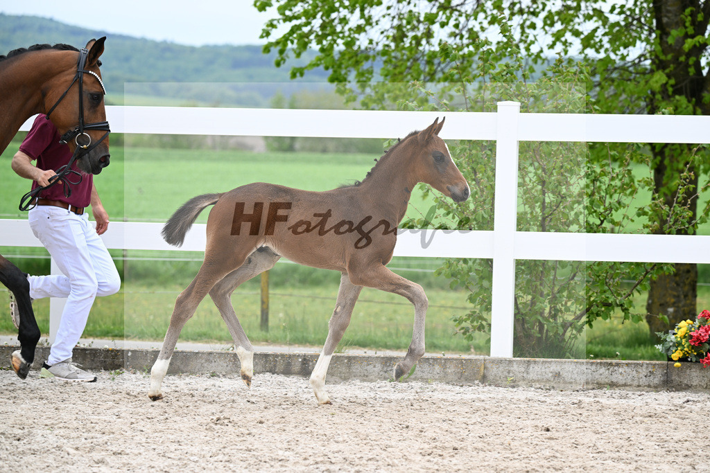 Kat-Nr. 27 HF St. Noble x Sezuan_Fetzer_23260875 | hf-fotografie - Realisiert mit Pictrs.com