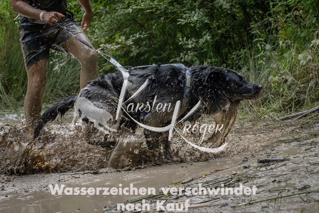 1431_ZZ91266 | kk-dogfotos