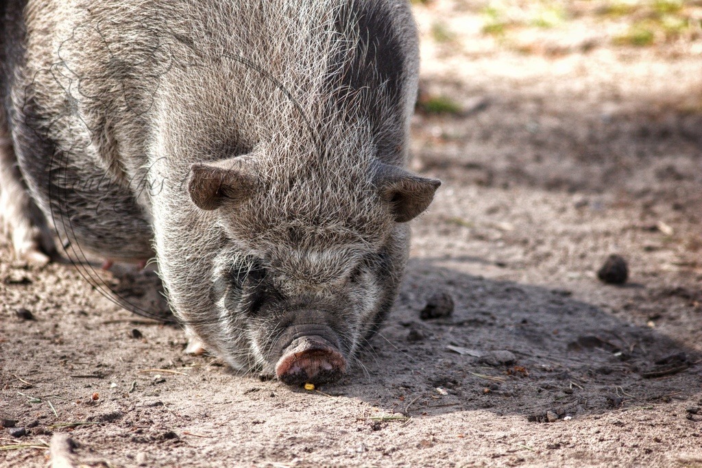 Vietnamesisches Hängebauchschwein und Maiskorn | only.this.little.world - Realisiert mit Pictrs.com