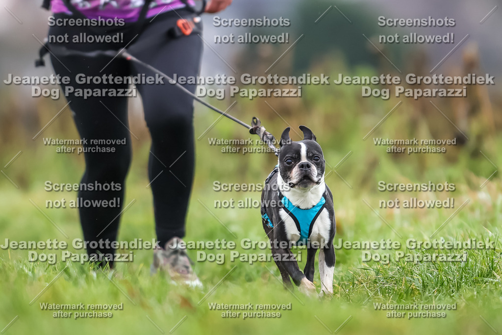 Dog Paparazzi - Herkules Race  2025-86 | Dog Paparazzi Jeanette Grottendiek Fotografie & Videografie - Realisiert mit Pictrs.com
