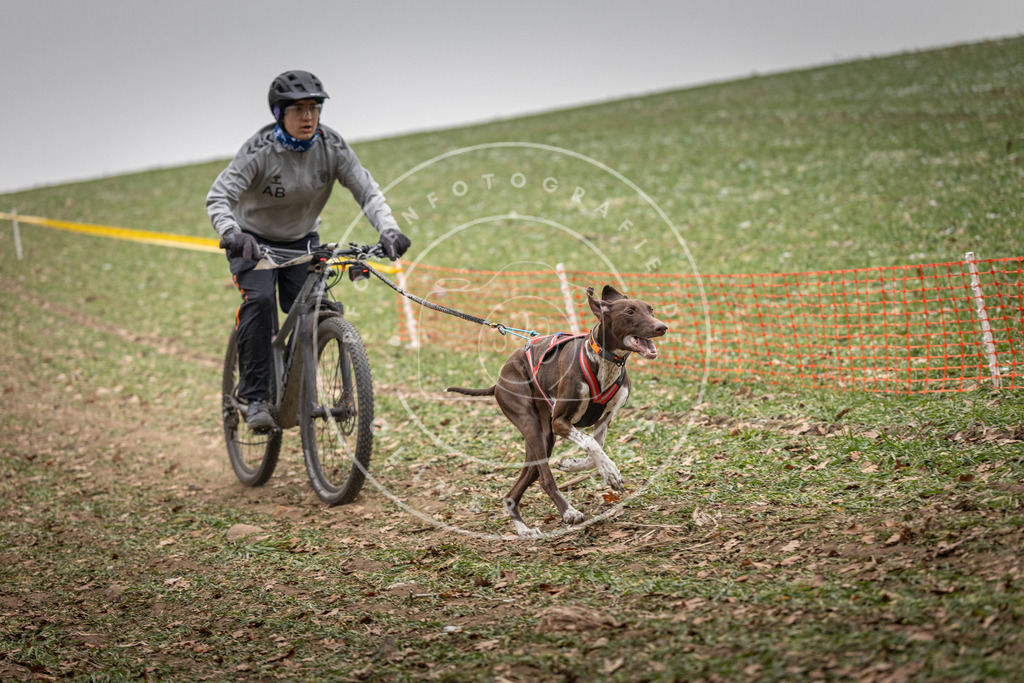 Pfotenfotografie_DV3A2492 | Hundefotografie, Tierfotograf, Pfotenfotografie, Fotoshooting Hund, Hunde Portrait, Hundesport, Hundeportraits, Heideshooting, Hunde, Sportfotograf, Hundefotograf, Turnierhundsport, THS,  - Realisiert mit Pictrs.com