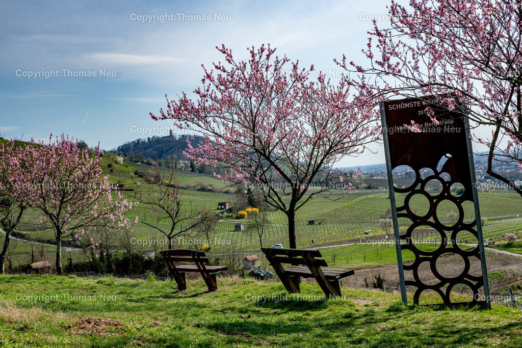 Mandelbluete-Bergstrasse-Weinberge-Fruehling-hessische-bergstrasse-Bensheim-Heppenheim-Fotografie-Thomas_neu-4771 | Die Mandelblüte an der Hessischen Bergstraße gehört zu den schönsten Frühlingsmomenten der Region. Ein blühender Mandelbaum steht oberhalb der Weinberge zwischen Bensheim und Heppenheim und bietet einen weiten Blick über die Rebenlandschaft.  Die Kombination aus blühenden Mandelbäumen, Weinbergen und der sanften Landschaft der Bergstraße macht diese Szene zu einem typischen Motiv des Frühlings in Südhessen.,Bild: Thomas Neu