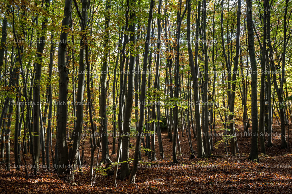10049-12606 - Schloßpark Ilsenburg im Harz | Stockfoto und Bilderpool mit Bildmaterial aus Deutschland, dem Harz, Halberstadt, Quedlinburg, Wernigerode und weltweit. Qualitativ hochwertige und professionelle Fotos anschauen und kaufen. - Realisiert mit Pictrs.com