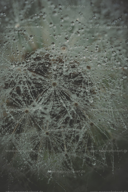 Pusteblume | eine Pusteblume voller Regentropfen - Realisiert mit Pictrs.com