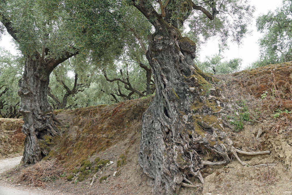 ugly trees | foto-focus-online