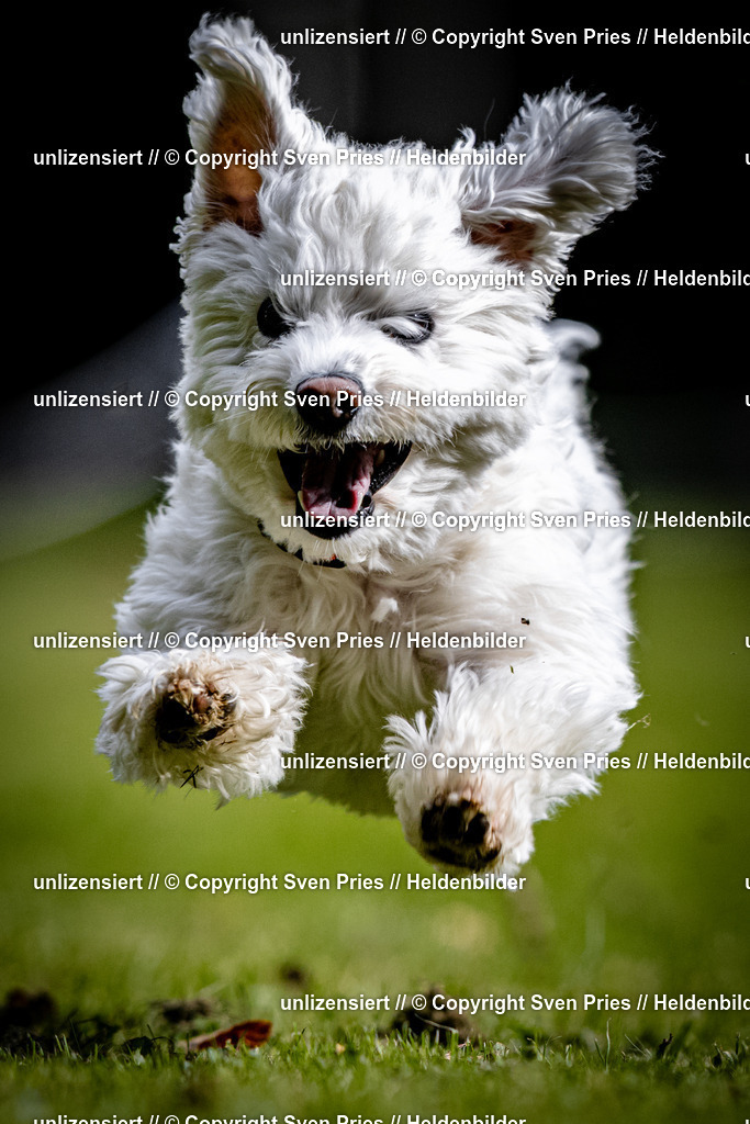 Sven Pries | 2025-10-03 - Hunderennen Obergrombach - Realisiert mit Pictrs.com