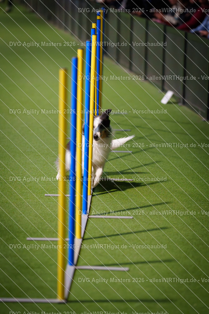 allesWIRTHgut_Tierfotografie-DVG_Agility_Masters_2026-16_48-7R504374 | Professionelle Tierfotografie in Mönchengladbach von Daniel Wirth (allesWIRTHgut). Liebevolle & natürliche Bilder von Hunden & Katzen für unvergessliche Erinnerungen.