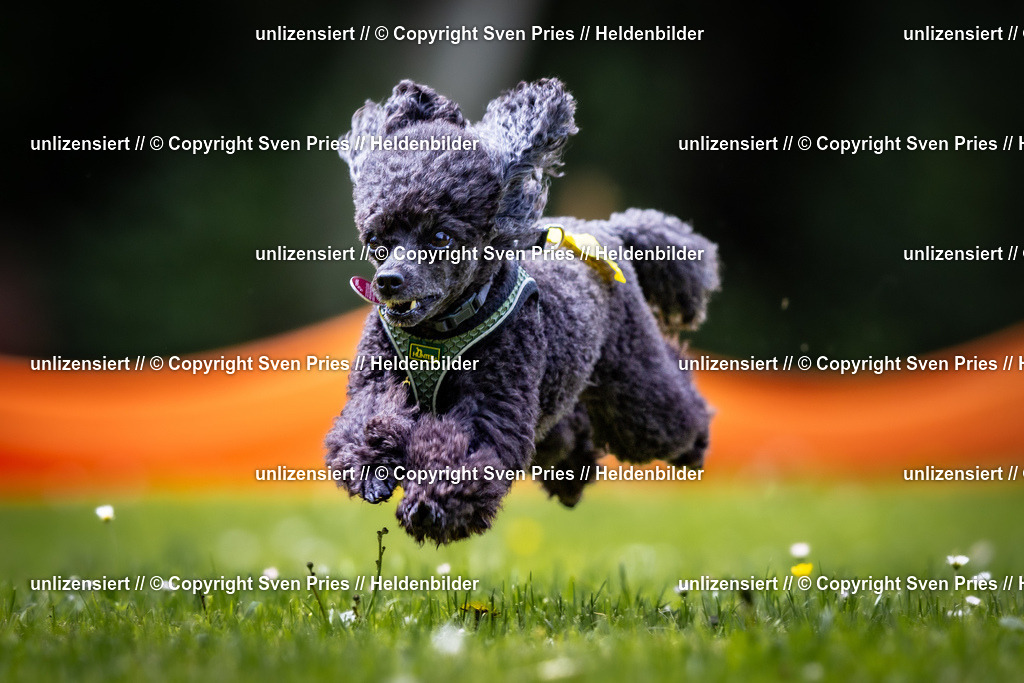 Sven Pries | 2026-05-14 - Hunderennen KA Durlach Vatertag 2026 - Realisiert mit Pictrs.com