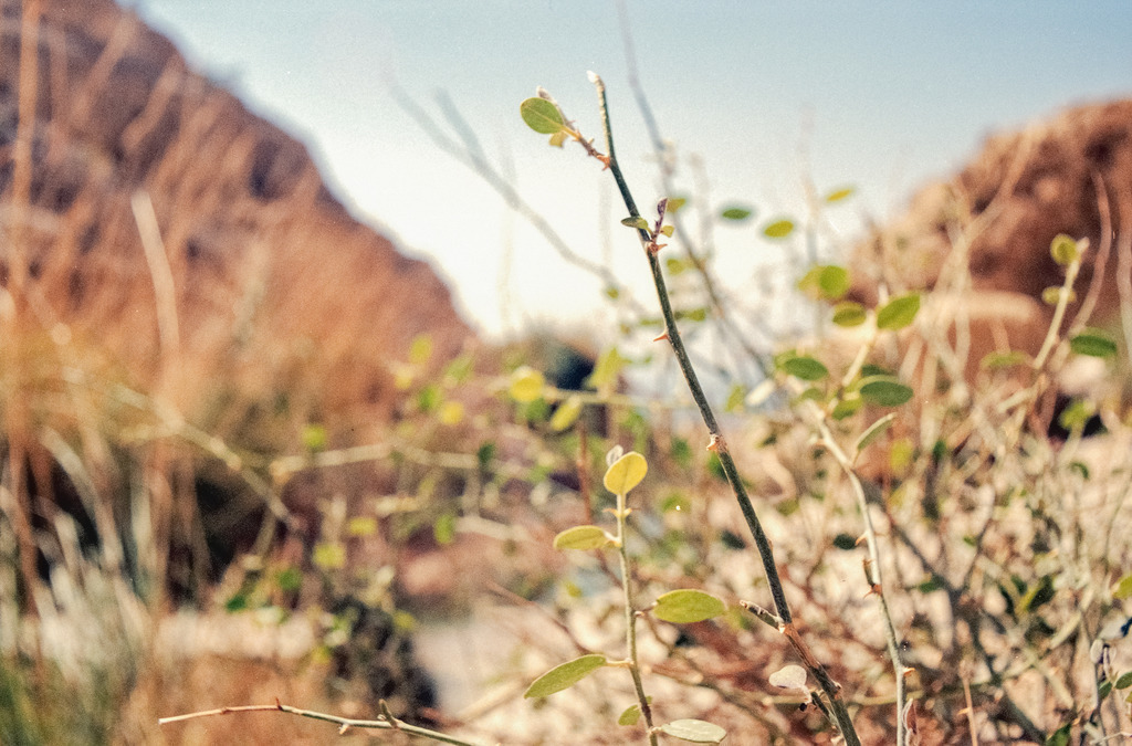 Landschaft in Israel | Online Shop für Christen: Christliche Poster XXL, Plakate, Wandbilder als Leinwand & christliche Postkarten, Kalender, Sticker & Lizenzen zum Download. Die Kunstwerke im christliche Geschenke Shop zeigen die Jahreslosung 2025, Gott, Jesus & mehr.