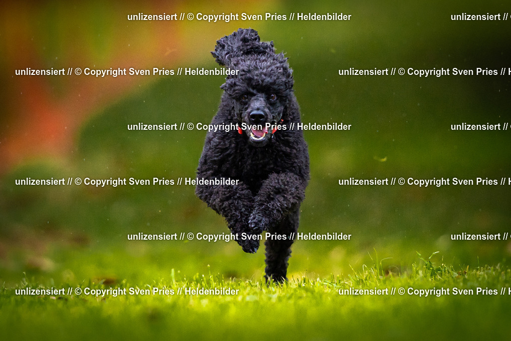 Sven Pries | 2025-09-21 - Hunderennen Baden-Oos - Realisiert mit Pictrs.com