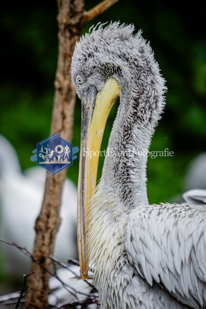 IMG_5751 | SportEventFotografie - Roman Stoiber