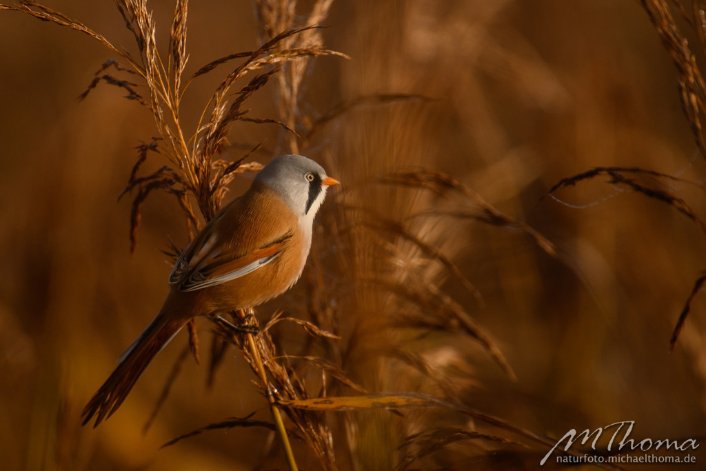 Männliche Bartmeise | Dies ist der Online-Shop von naturfoto.michaelthoma.de. Ich bin leidenschaftlicher Naturfotograf und fotografiere von der Andromedagalaxie bis zum Zwergtaucher, von der Ameise bis zum Orionnebel alles was mit Natur zu tun hat. Hier kann eine Auswahl meine - Realisiert mit Pictrs.com