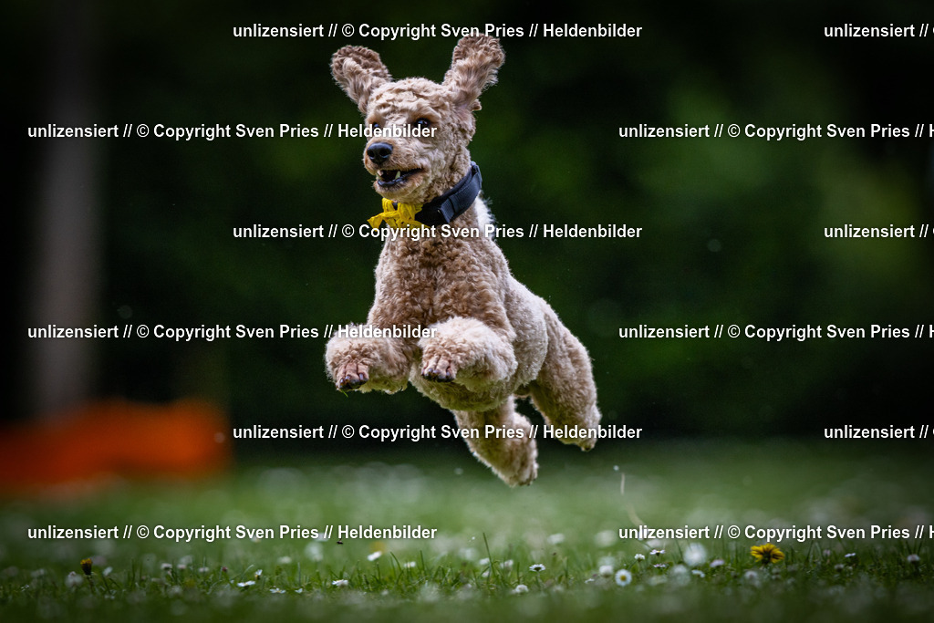 Sven Pries | 2025-05-29 - Pudelrennen KA-Durlach - Realisiert mit Pictrs.com