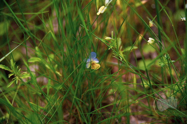 DSC_0249-10 | Shop für Prints Landschaftsfotografie Sächsische Schweiz Naturfotografie in Thüringen Fotos vom Findlingspark Nochten Kloster Sankt Marienstern Bilder Festung Königstein PanoramaRhododendronpark Kromlau FotogalerSchleswig-Holstein Küstenlandschaften