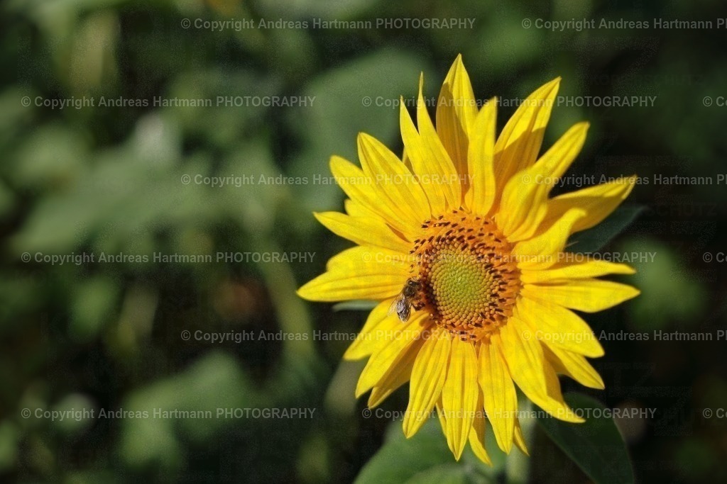 Sonnenblume mit Biene | Sonnenblume mit Biene - Realisiert mit Pictrs.com