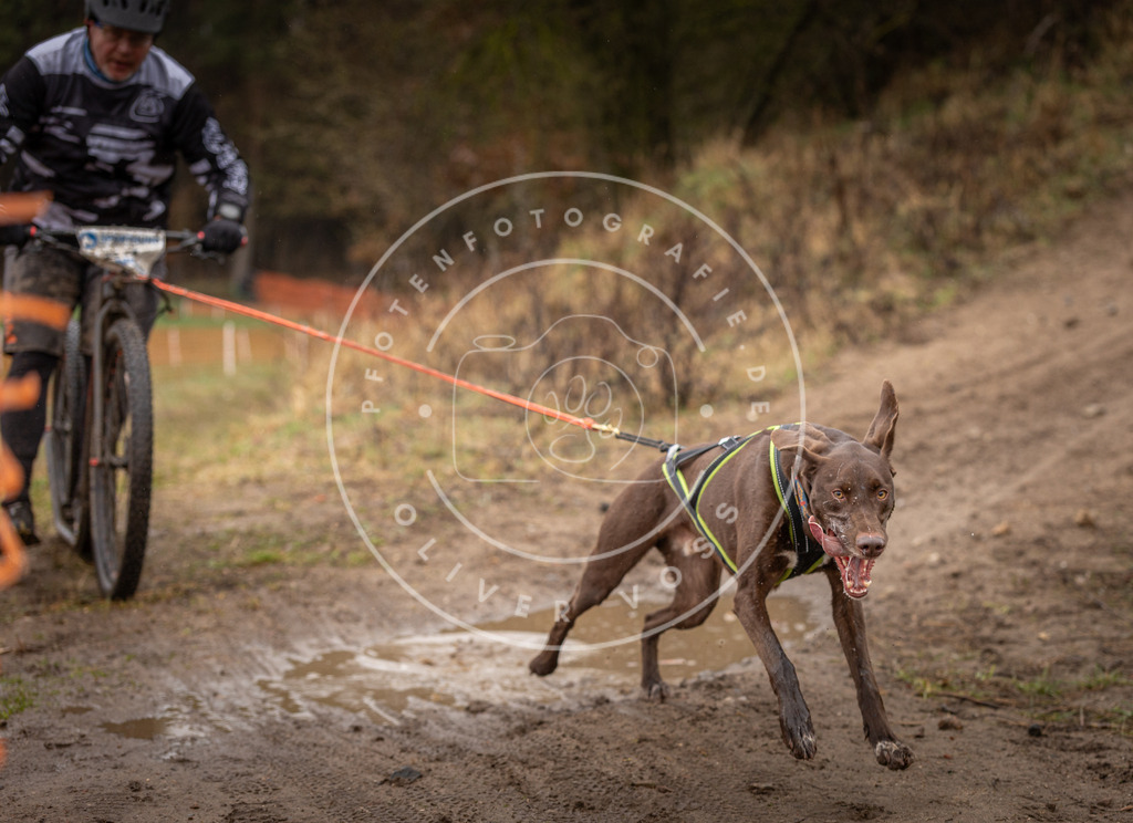 DV3A9453 | Hundefotografie, Tierfotograf, Pfotenfotografie, Fotoshooting Hund, Hunde Portrait, Hundesport, Hundeportraits, Heideshooting, Hunde, Sportfotograf, Hundefotograf, Turnierhundsport, THS,  - Realisiert mit Pictrs.com
