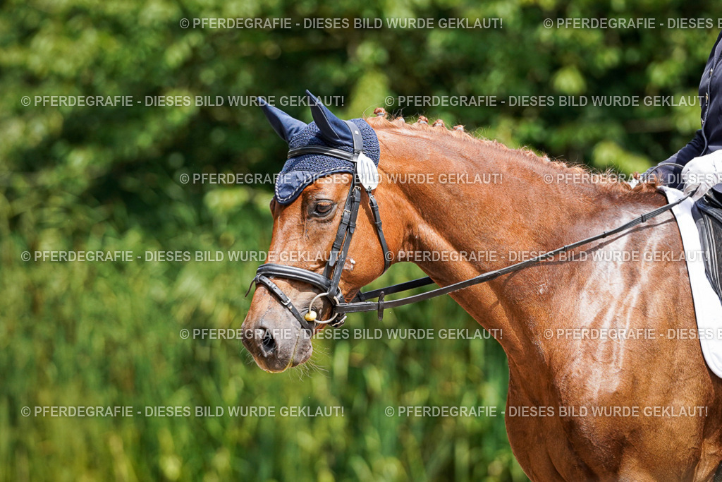 DSC00553 | Pferdegrafie