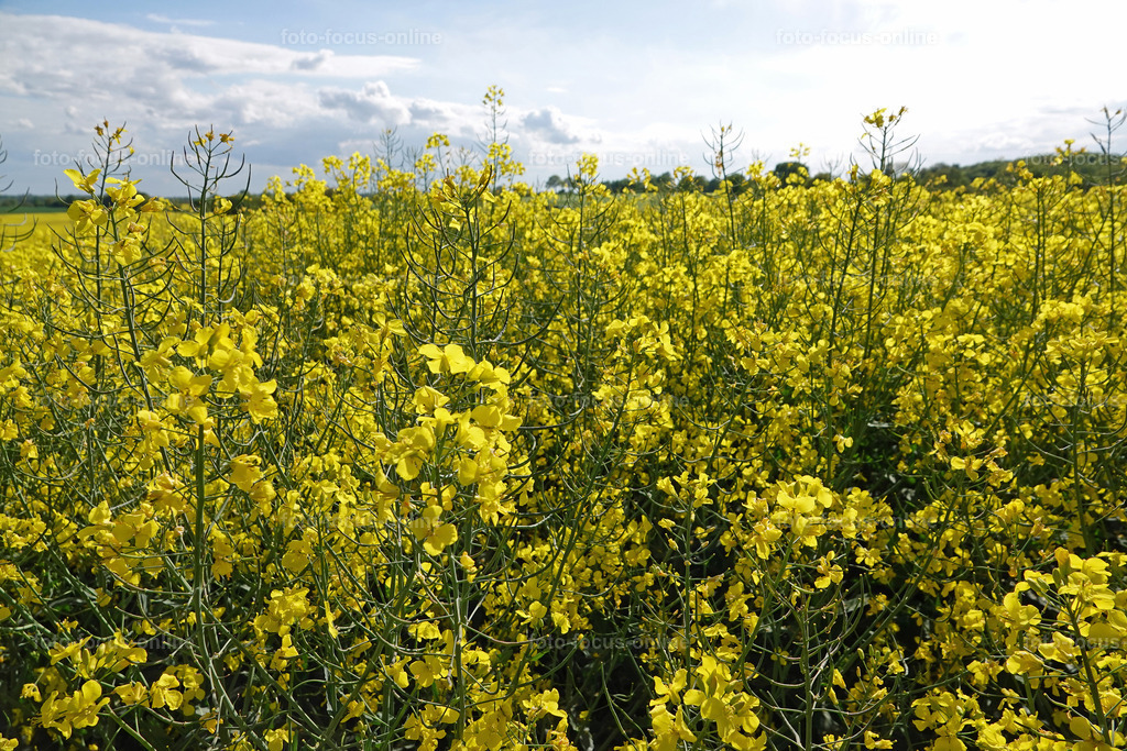 rapps-heute_10 | foto-focus-online