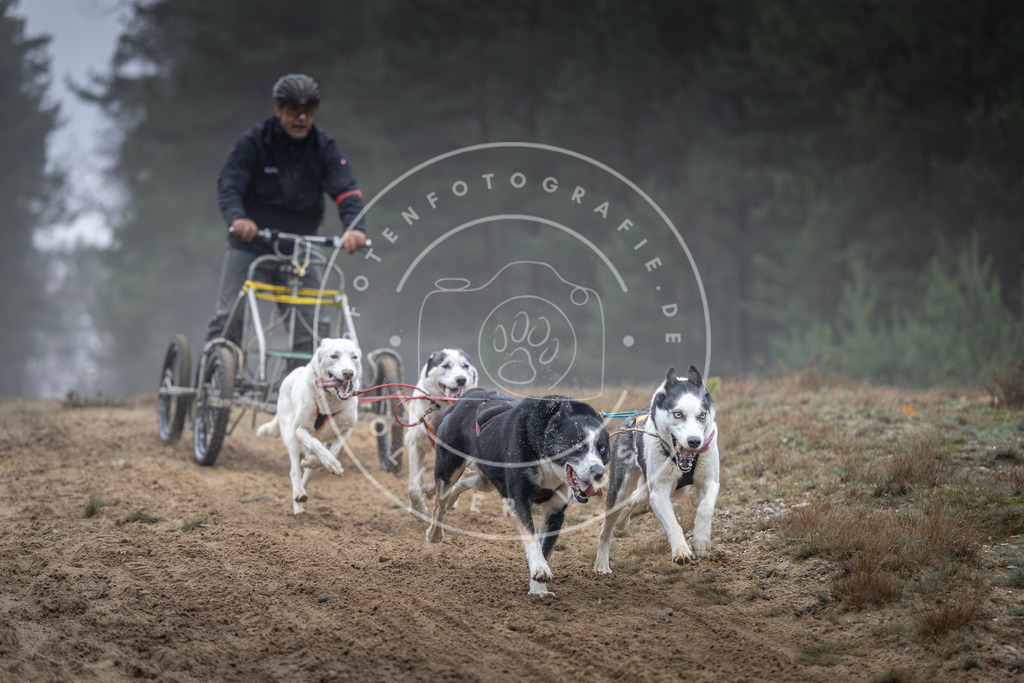 Pfotenfotografie_DV3A0530 | Hundefotografie, Tierfotograf, Pfotenfotografie, Fotoshooting Hund, Hunde Portrait, Hundesport, Hundeportraits, Heideshooting, Hunde, Sportfotograf, Hundefotograf, Turnierhundsport, THS,  - Realisiert mit Pictrs.com