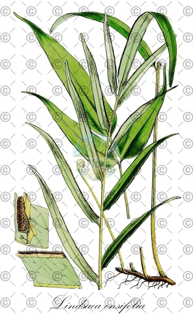 HistAbb_wfo-0000227881_1_ENZY_Simple | Historische Abbildung von Lindsaea ensifolia - Lindsaeaceae | Historical Illustration of Lindsaea ensifolia - Lindsaeaceae