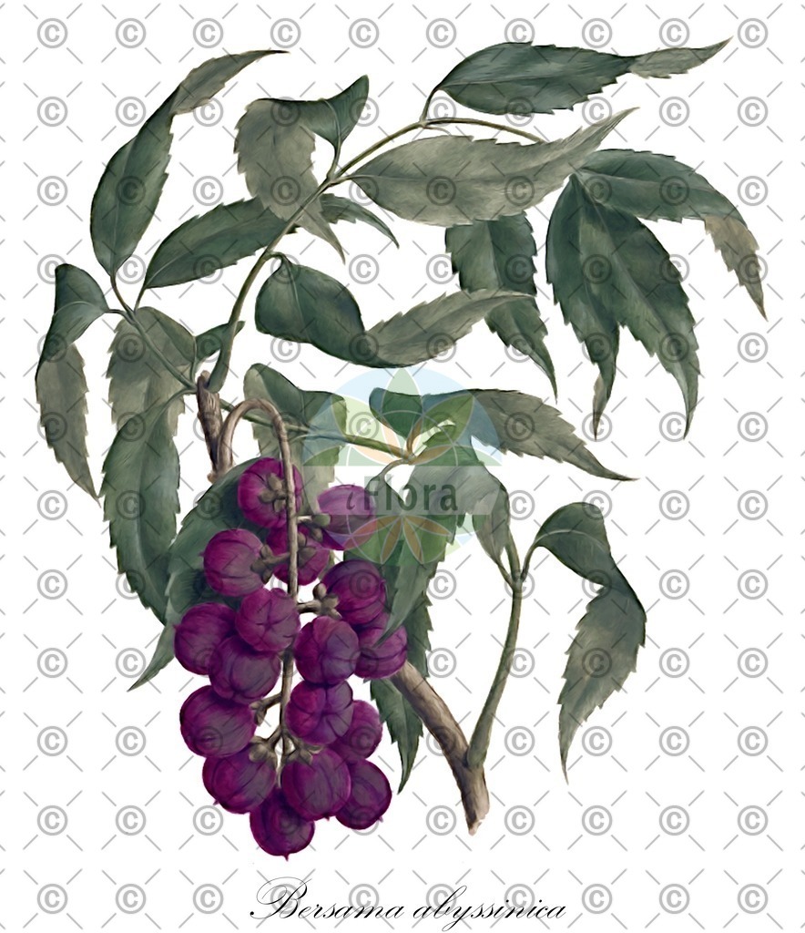 HistAbb_wfo-0000564438_2_ENZY_Simple | Historische Abbildung von Bersama abyssinica - Francoaceae | Historical Illustration of Bersama abyssinica - Francoaceae