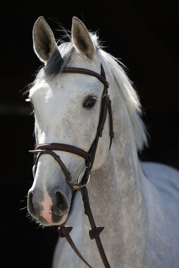 0P6A8895 | Willkommen bei Brunnmayr - Design & Fotografie – Ihrem Spezialisten für Reitturniere und Pferdeveranstaltungen in Oberösterreich, Salzburg und Bayern! Seit über 17 Jahren sind wir leidenschaftlich dabei.