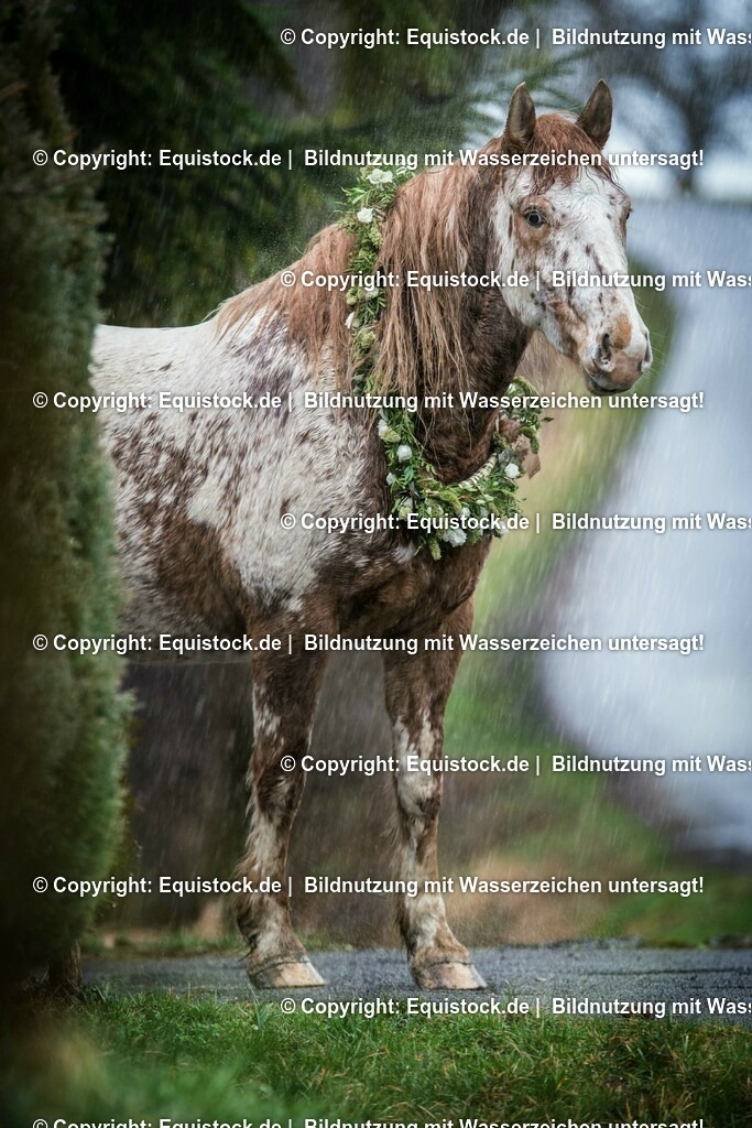 20160214_Knabstrupper_im_Regen_0001 | equistock