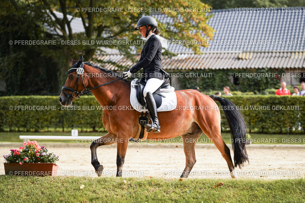 DSC04658 | Pferdegrafie