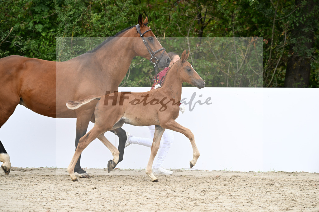Akarad Hero Z x Toulon_SF_Riehle_23250614 | hf-fotografie - Realizzato con Pictrs.com