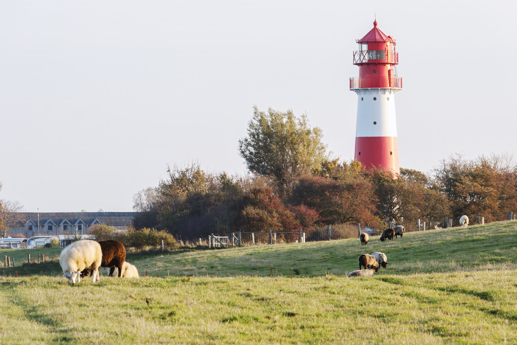 Wandbild: Küstenidyll Falshöft - Leuchtturm und Weidewiese | Dieses stimmungsvolle Wandbild fängt den authentischen Charakter der Ostseeküste bei Falshöft ein. Im Vordergrund grasen Schafe friedlich auf einer saftig grünen Weide, während der markante, rot-weiße Leuchtturm majestätisch im Hintergrund thront. Die warmen Naturtöne und die harmonische Komposition strahlen eine tiefe, ländliche Gelassenheit aus – eine wunderschöne Bereicherung für stilvolle, maritim inspirierte Wohnräume.