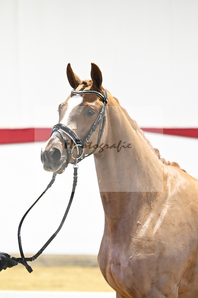 Kat-Nr. 48 v. Danone I_Mueller_63221235 | hf-fotografie - Realizzato con Pictrs.com
