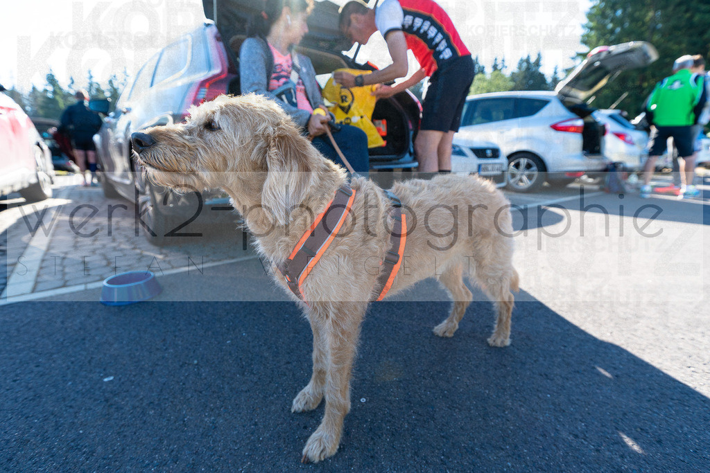 Schneekopflauf 2022 | Schneekopflauf, Schmiedefeld - 2. Juli 2022