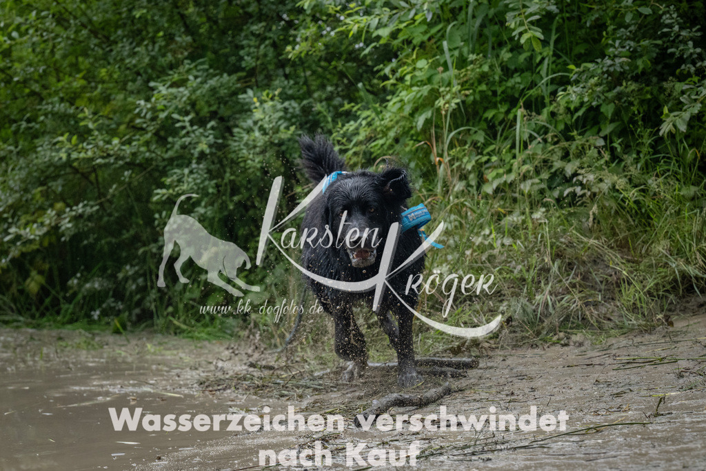 1313_ZZ93663 | kk-dogfotos