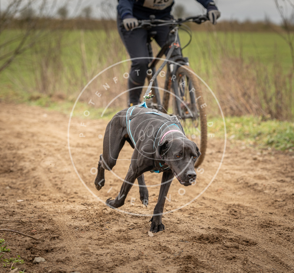 DV3A0931 | Hundefotografie, Tierfotograf, Pfotenfotografie, Fotoshooting Hund, Hunde Portrait, Hundesport, Hundeportraits, Heideshooting, Hunde, Sportfotograf, Hundefotograf, Turnierhundsport, THS,  - Realisiert mit Pictrs.com