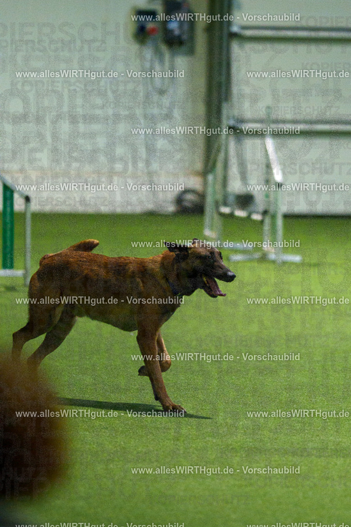 7R507524 | Professionelle Tierfotografie in Mönchengladbach von Daniel Wirth (allesWIRTHgut). Liebevolle & natürliche Bilder von Hunden & Katzen für unvergessliche Erinnerungen.