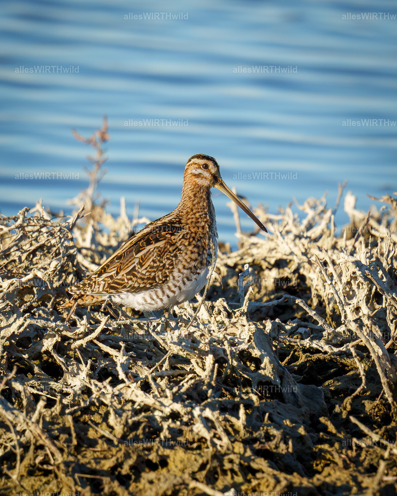 Daniel Wirth - www.allesWIRTHwild.de -7IV03193 | Entdecke die faszinierende Welt der Natur- und Wildlife-Fotografie von Daniel und Bärbel. Inspirierende Bilder von wilden Tieren und kleinen Naturwundern.