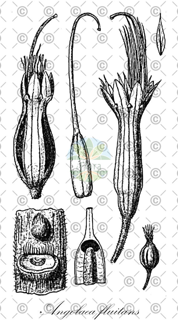HistAbb_wfo-0000536542_193_ENZY_Simple | Historische Abbildung von Angolaea fluitans - Podostemaceae | Historical Illustration of Angolaea fluitans - Podostemaceae