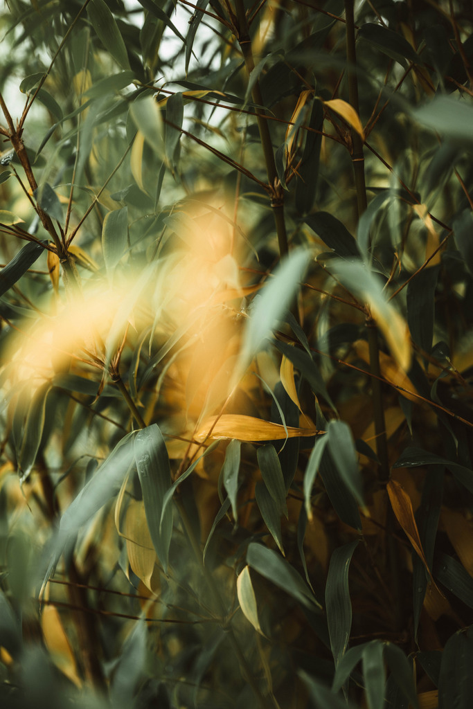 Makro_Nov_2023_37 | Du suchst natürliche und atmosphärische Prints oder Leinwanddrucke? In diesem Shop gibt es alles, nur kein Mainstream. - Realisiert mit Pictrs.com