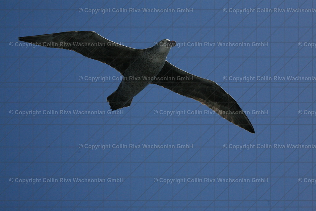 IMG_4974 | Antarktis / Antarctica - Realisiert mit Pictrs.com