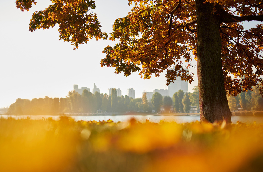 Weg entlang der Alten Donau mit herbstlichem Baum | Wien, Austria - October 20, 2021: Weg entlang der Alten Donau mit herbstlichem Baum und Blick auf die Donaucity. - Realisiert mit Pictrs.com