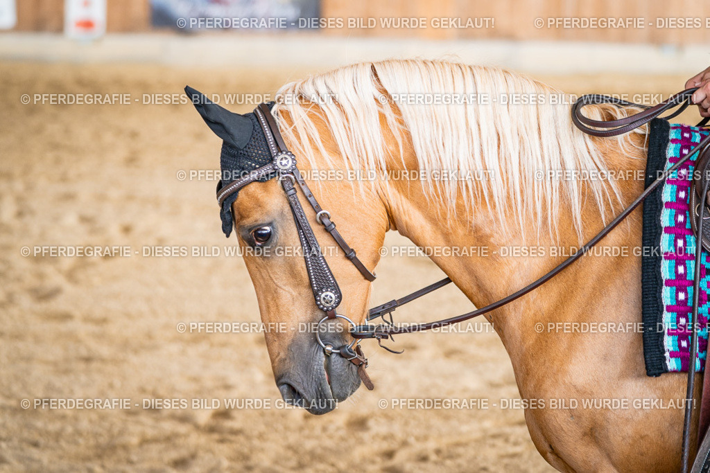 DSC08952 | Pferdegrafie