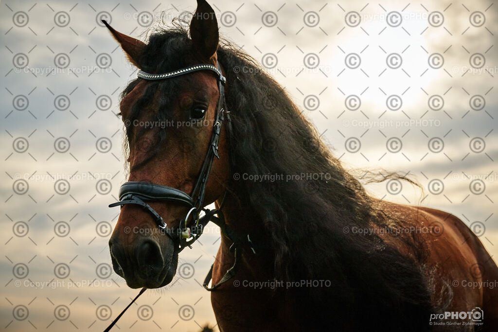 058_202406_Niki-Herodes_NZ9_9745 | proPHOTO - Realisiert mit Pictrs.com