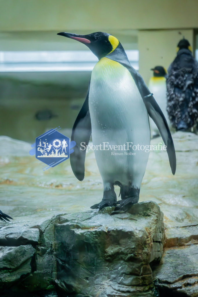 IMAG7598 | SportEventFotografie - Roman Stoiber