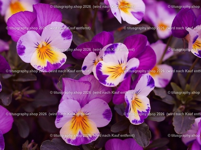 titusgraphy-P5107942_var-065 | Fotokunstarbeit aus der INSTAGRAM-Gallerie auf titusgraphy.eu - Realisiert mit Pictrs.com