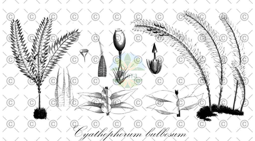 HistAbb_wfo-0000860908_1_ENZY_Simple | Historische Abbildung von Cyathophorum bulbosum - Hypopterygiaceae | Historical Illustration of Cyathophorum bulbosum - Hypopterygiaceae