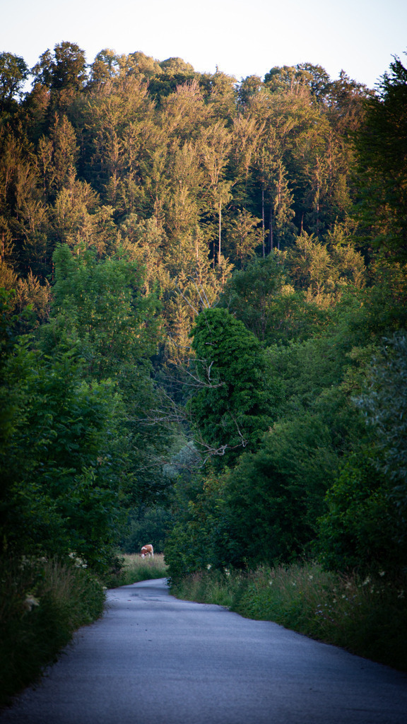 DSC_0993 | kaefersammler_roy - Realisiert mit Pictrs.com