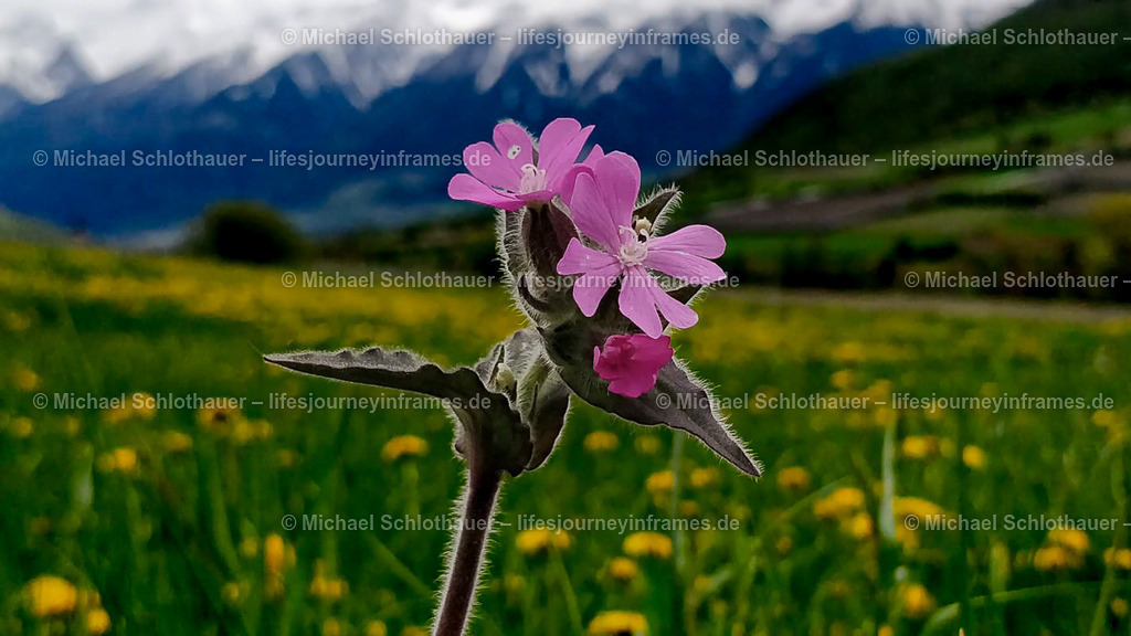 Blume | Wildlife- und Landschaftsfotografie als Wandbild, Poster & mehr. Einzigartige Naturmomente aus Neuseeland, Norwegen & weltweit – fotografiert von Michael Schlothauer. - Realisiert mit Pictrs.com